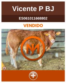 vicente