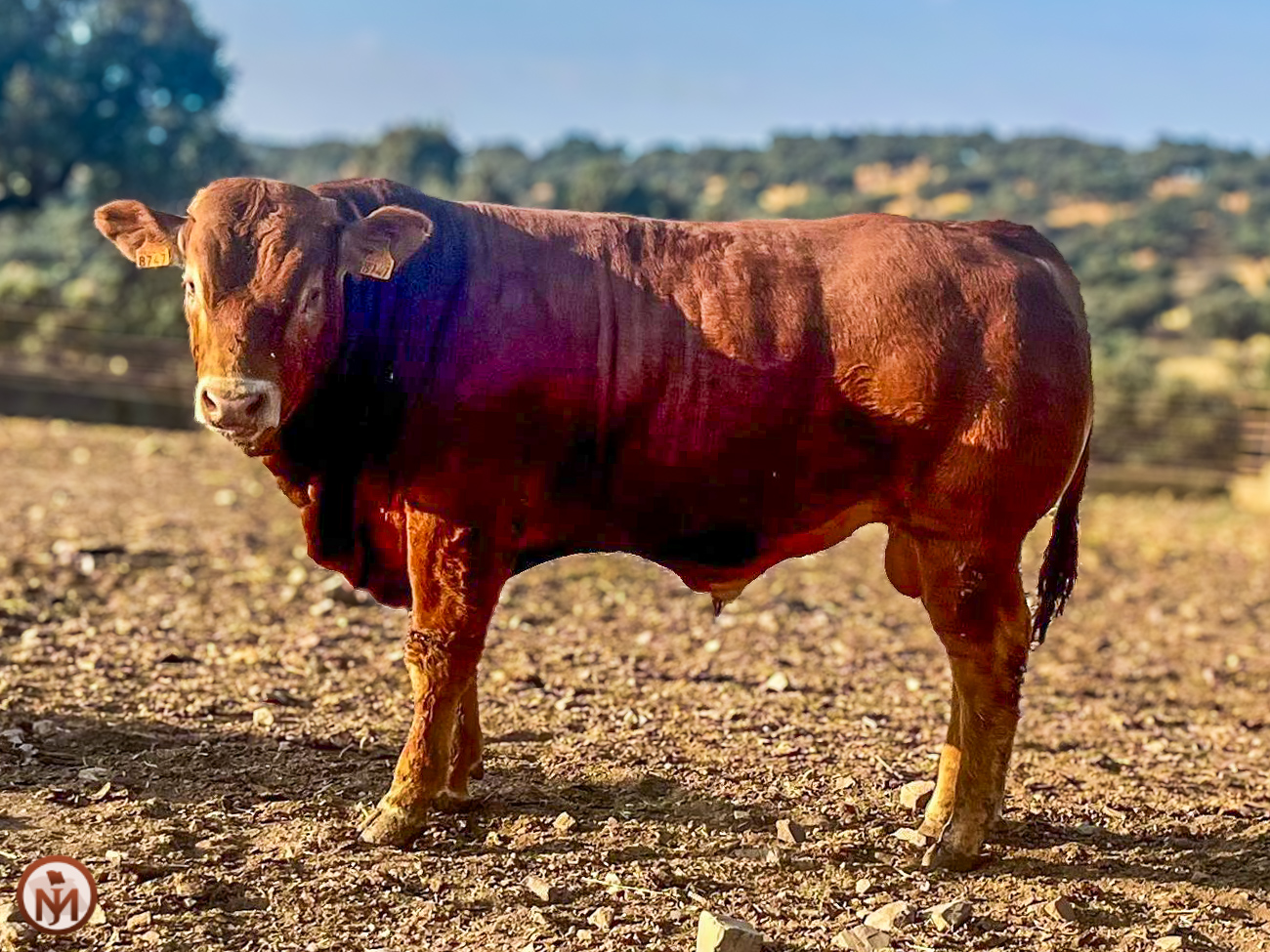 Vampiro Novillo en venta