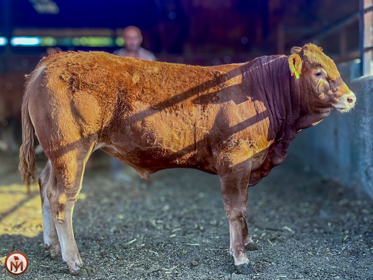 Velador P Novillo en venta